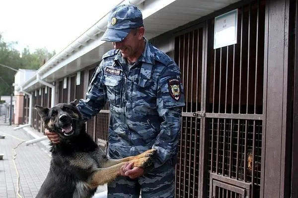 Служебные-собаки-Описание-особенности-дрессировка-и-породы-служебных-собак-15