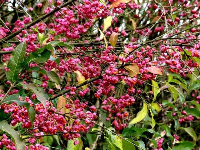 Бересклет европейский (Euonymus europaeus)