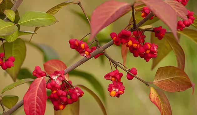 Бересклет европейский (Euonymus europaeus)