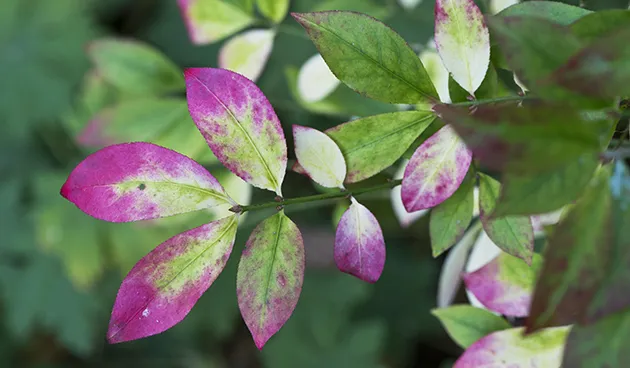 Бересклет крылатый (Euonymus alatus)