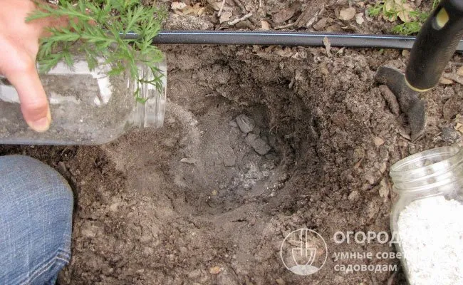 Зольное удобрение вносят под посадку многих овощных культур, в том числе огурцов