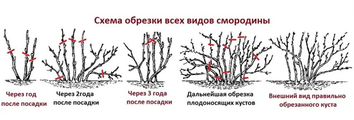 уход за смородиной весной фото 3