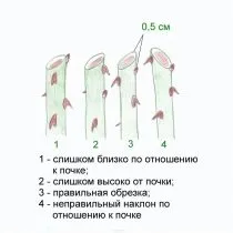 Как обрезать розы