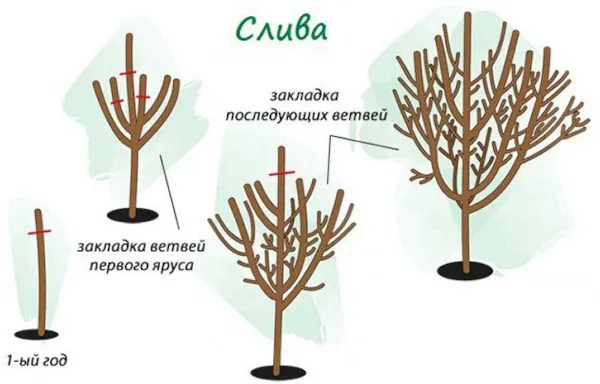 Слива Светлячок. Описание сорта, фото, отзывы