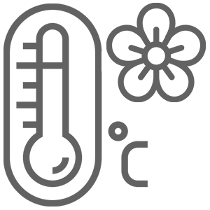 Спирея японская Голден Принцесс 6