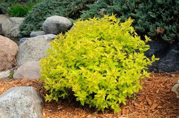 Спирея японская Голден Принцесс (Spiraea japonica Golden Princess)