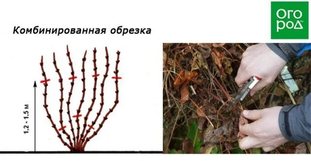 Схема комбинированной обрезки клематисов