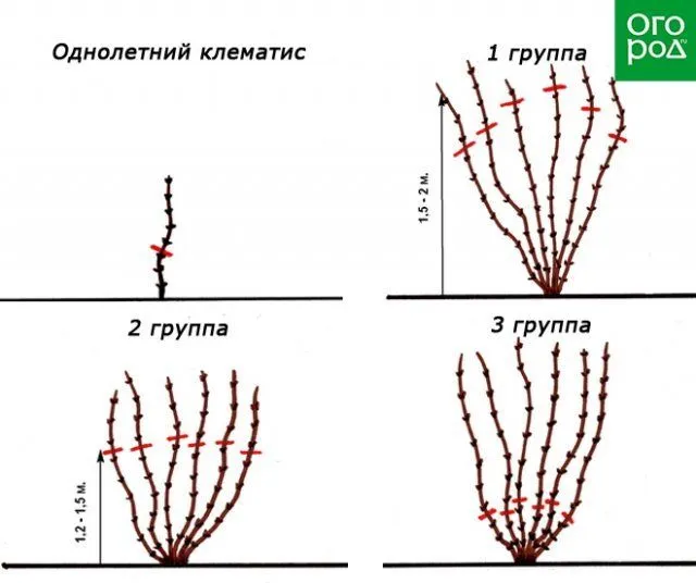 Схема обрезки клематисов на зиму