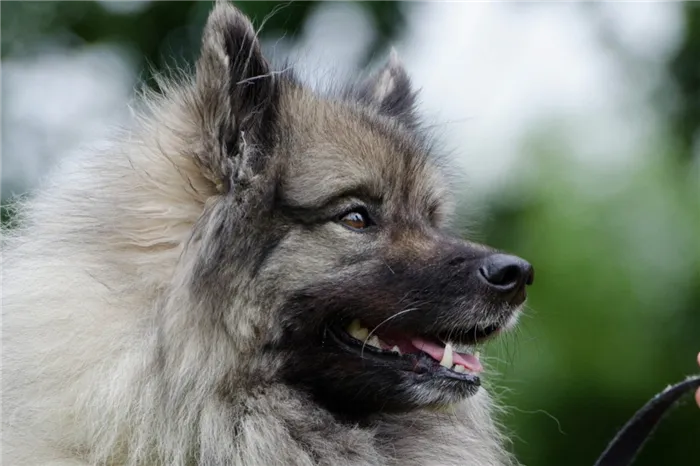 keeshond-672729_1920_1