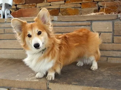 Fluffy corgi.