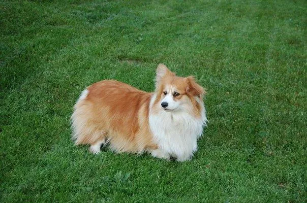 Fluffy corgi внешний вид.