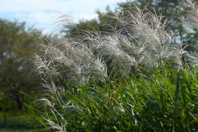 Мискантус сахароцветный (Miscanthus sacchariflorus)