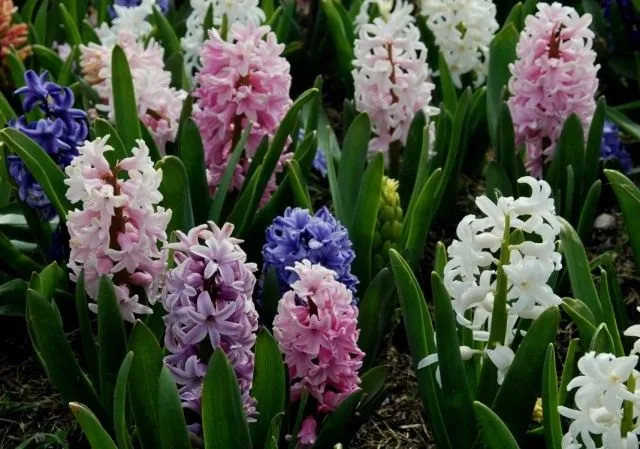 Гиацинт (Hyacinthus)