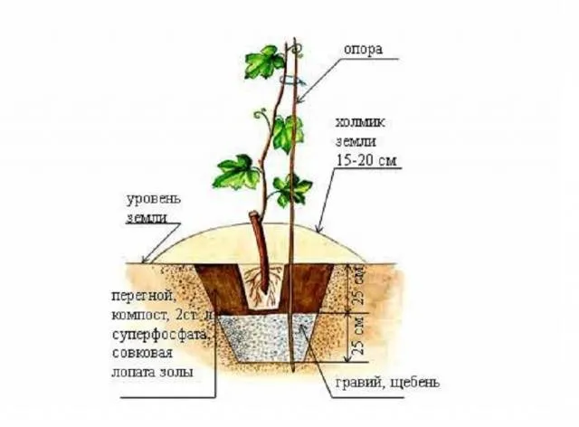 Виноград Атос 4