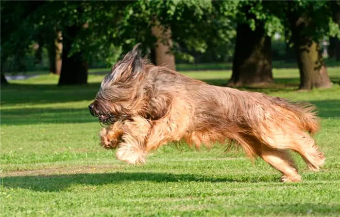 Briard-1