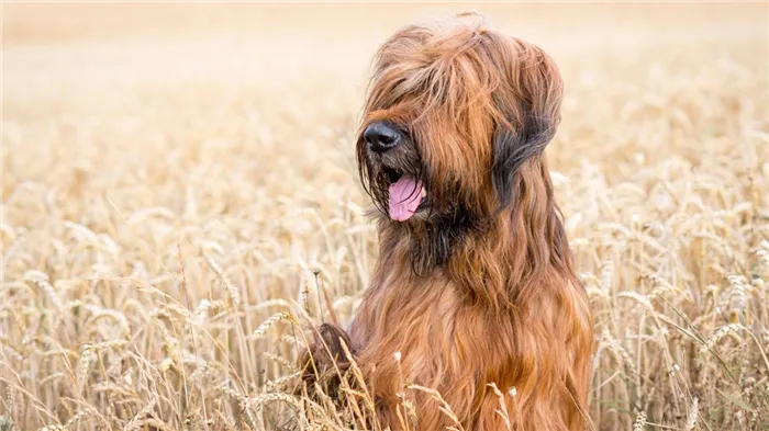 Briard-Gioi-thieu-ve-giong-cho