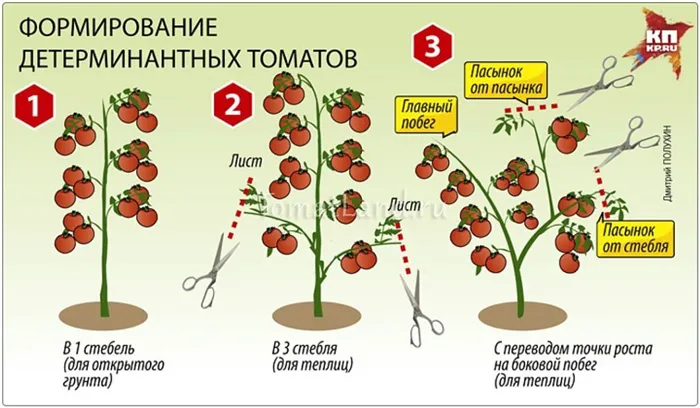 Томат Катя 2