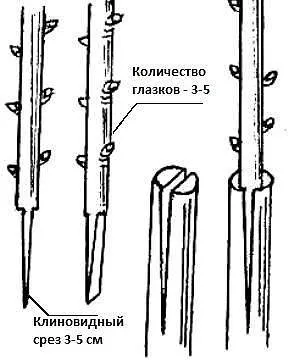 Как привить яблоню на дичку 9