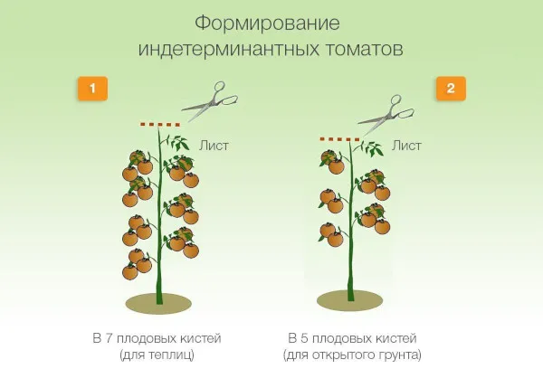 Томаты Алтайский мед. Описание сорта, фото, отзывы