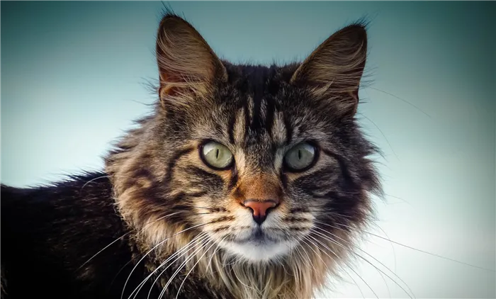 maine-coon-cat-2228866_1920