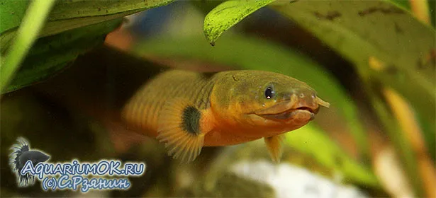 Каламоихт (Erpetoichthys calabaricus) в аквариуме