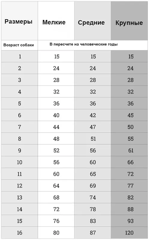 Сколько лет собаке по человеческим меркам 2