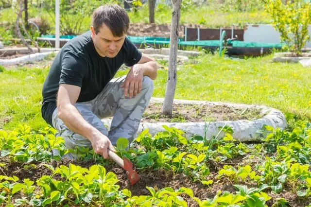 рыхлить клубнику