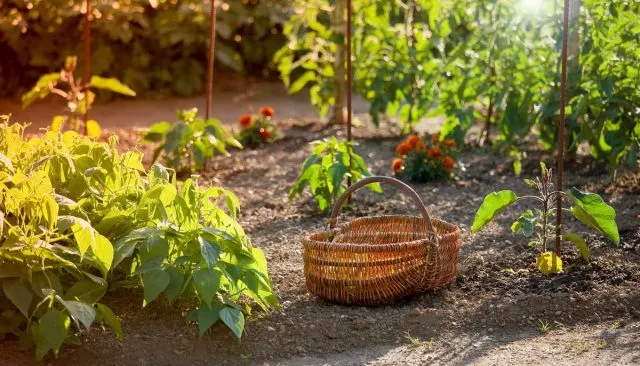 Выращивание на одной грядке культур с разными сроками сбора урожая является еще одним вариантом совместных посадок