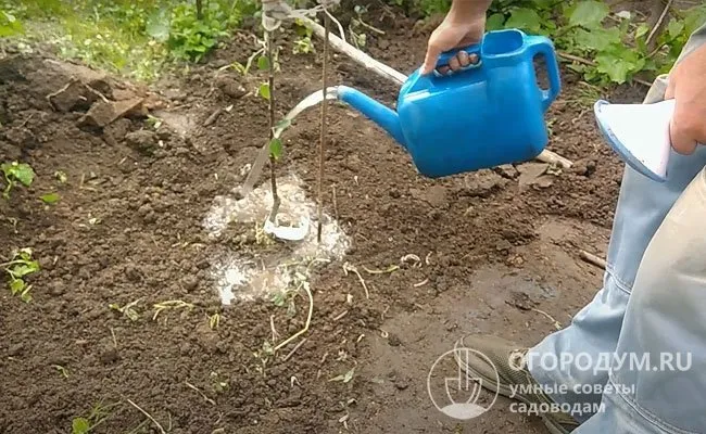 Регулярный полив является строго обязательным условием для успешного приживания саженцев.