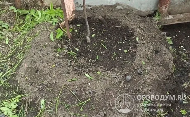 Первое время необходимо защищать саженец, находящийся на искусственном холме, от морозов и засухи, поскольку подобный грунт быстрее промерзает зимой и пересыхает летом.