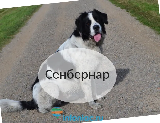 Сенбернар