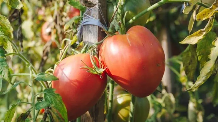 Крупноплодный сорт с деликатным вкусом для диетического питания - томат 