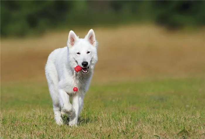 swiss-shepherd-dog-354526_1280