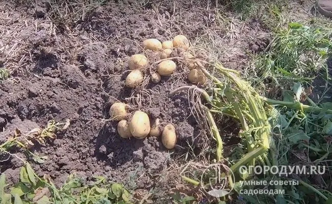 Клубни закладываются кучно, быстро и дружно набирают массу, поэтому к моменту уборки получаются выровненными по форме и размерам, однородными по степени созревания