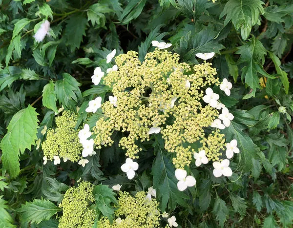 Гортензия древовидная Emerald Lace. Фото с сайта plantaddicts.com