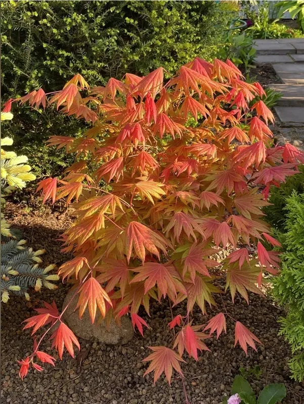 Клен Acer shirasawanum Moonrise