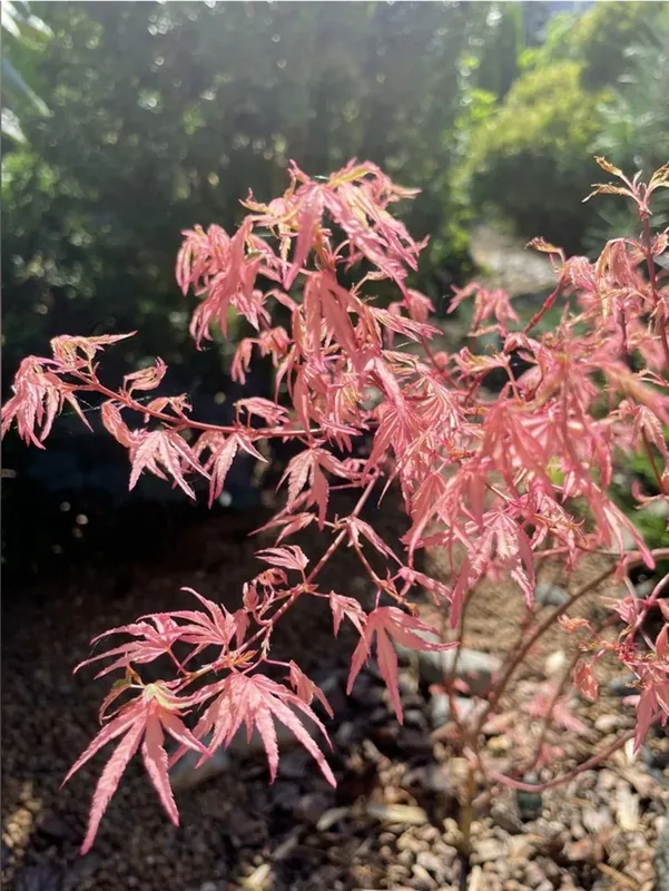 Клен Acer palmatum Taylor