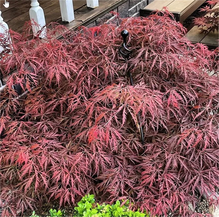 Веерный клен Acer palmatum Crimson Princess