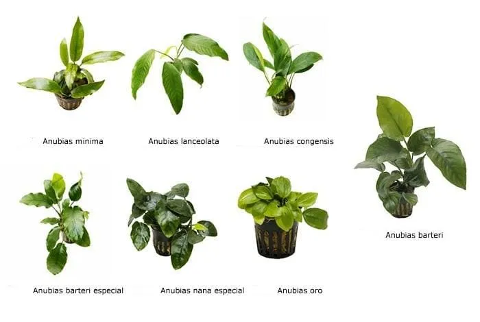 Разновидности анубиасов распространенные в аквариумистике.