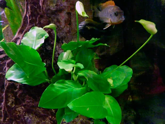 Анубиас разнолистный (Anubias heterophylla)