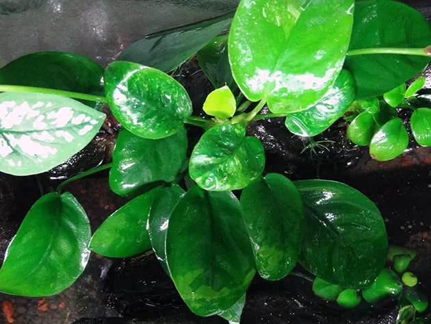 Анубиас Бартера (Anubias barteri)