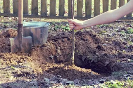 Посадка яблони весной: сроки, правила укоренения 4