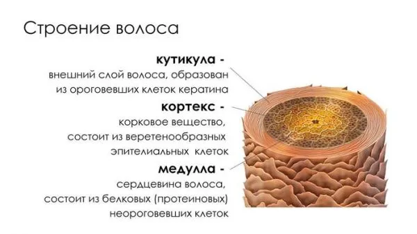 Структура волоса