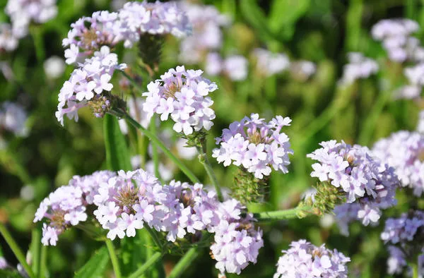 Вербена жесткая (Verbena rigida)