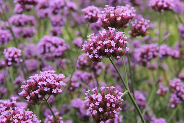 Вербена буэнос-айресская (Verbena bonariensis)