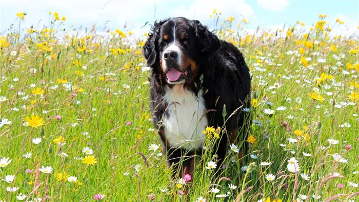 bernese-mountain-dog-4592632_1920