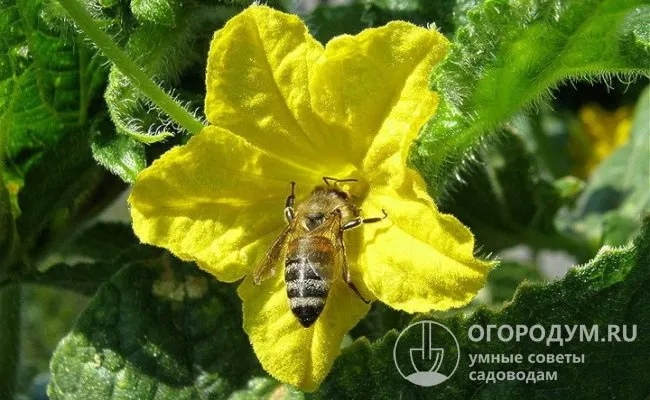 При опылении насекомыми сортовых (не гибридных) огурцов в плодах формируются полноценные семена, которые можно использовать для будущих посадок