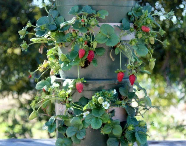 Вертикальная грядка для клубники своими руками 