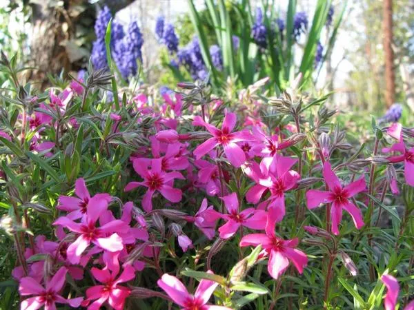 Флокс шиловидный (Phlox subulata). Фото автора