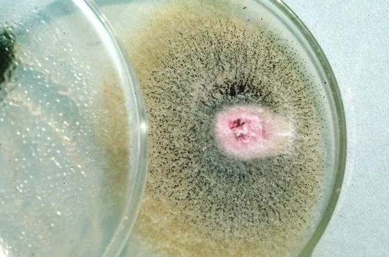 fusarium